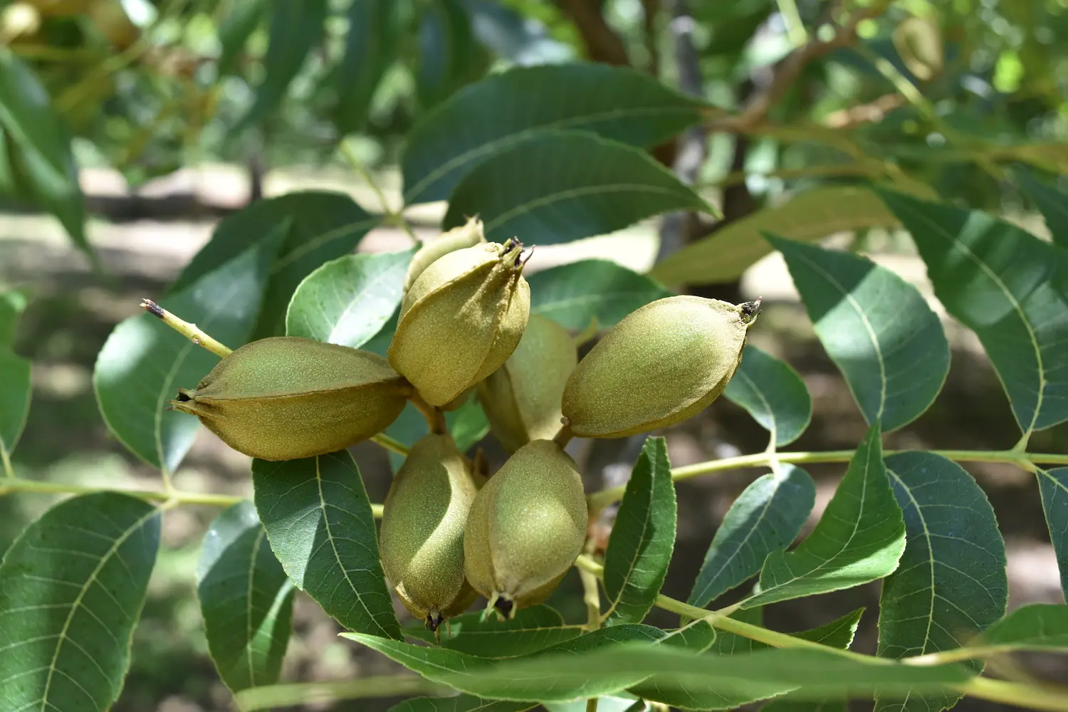 A nut cluster of pecans during the summer. The shucks of this specialty crop are bright green.