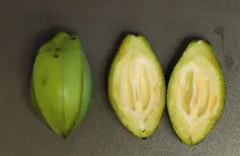 A pecan shuck that has been cut open during water stage. Two halves of the shuck are placed near a full one. You can see the embryo that is developing in the shuck at this phase.