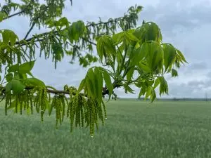 A bundle of catkins hang off a pecan tree in Spring 2023.