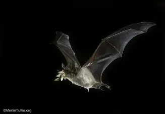 A bat flies through the night with a mouthful of insect.
