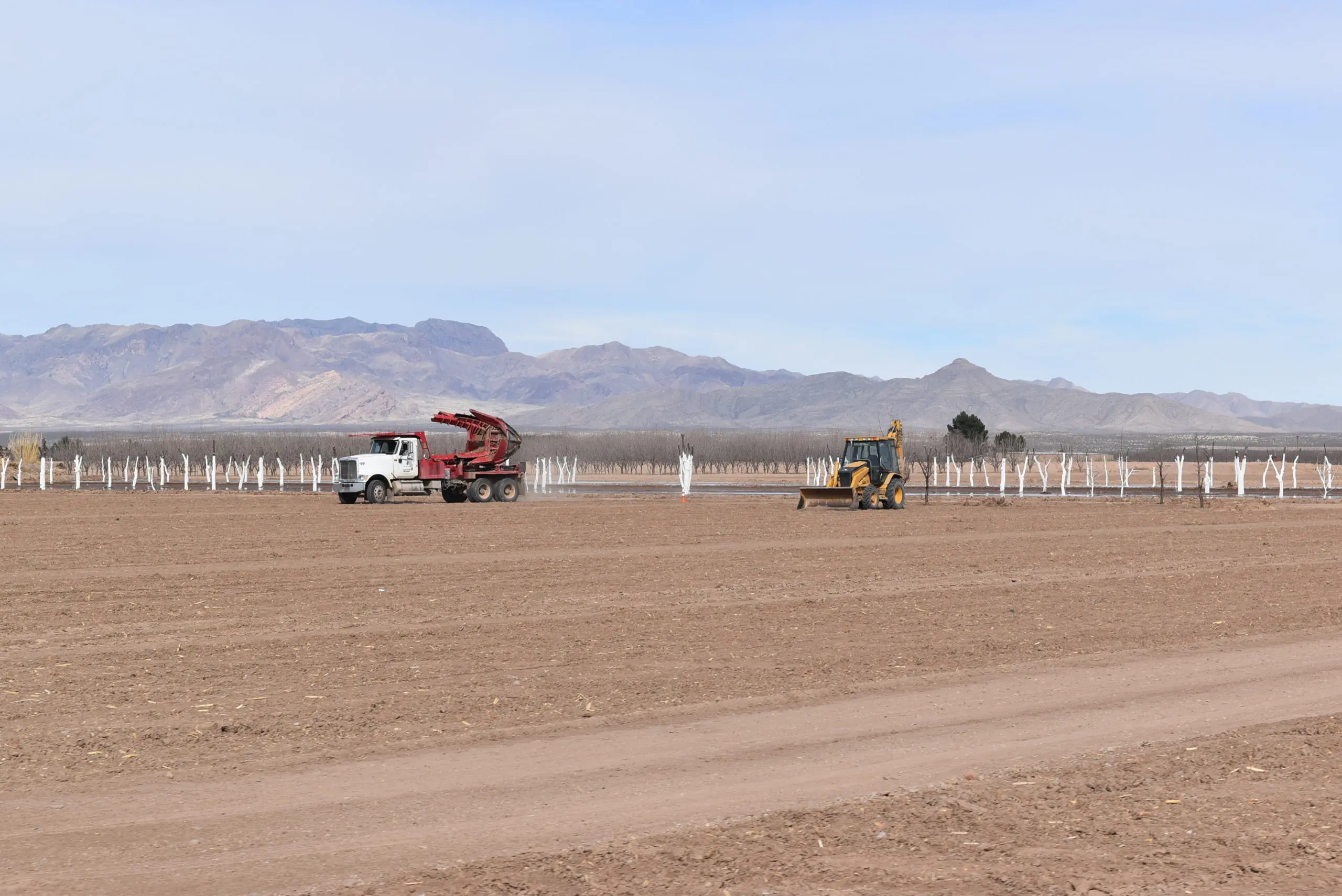 Two trucks transplant young pecan trees to this sandy field.