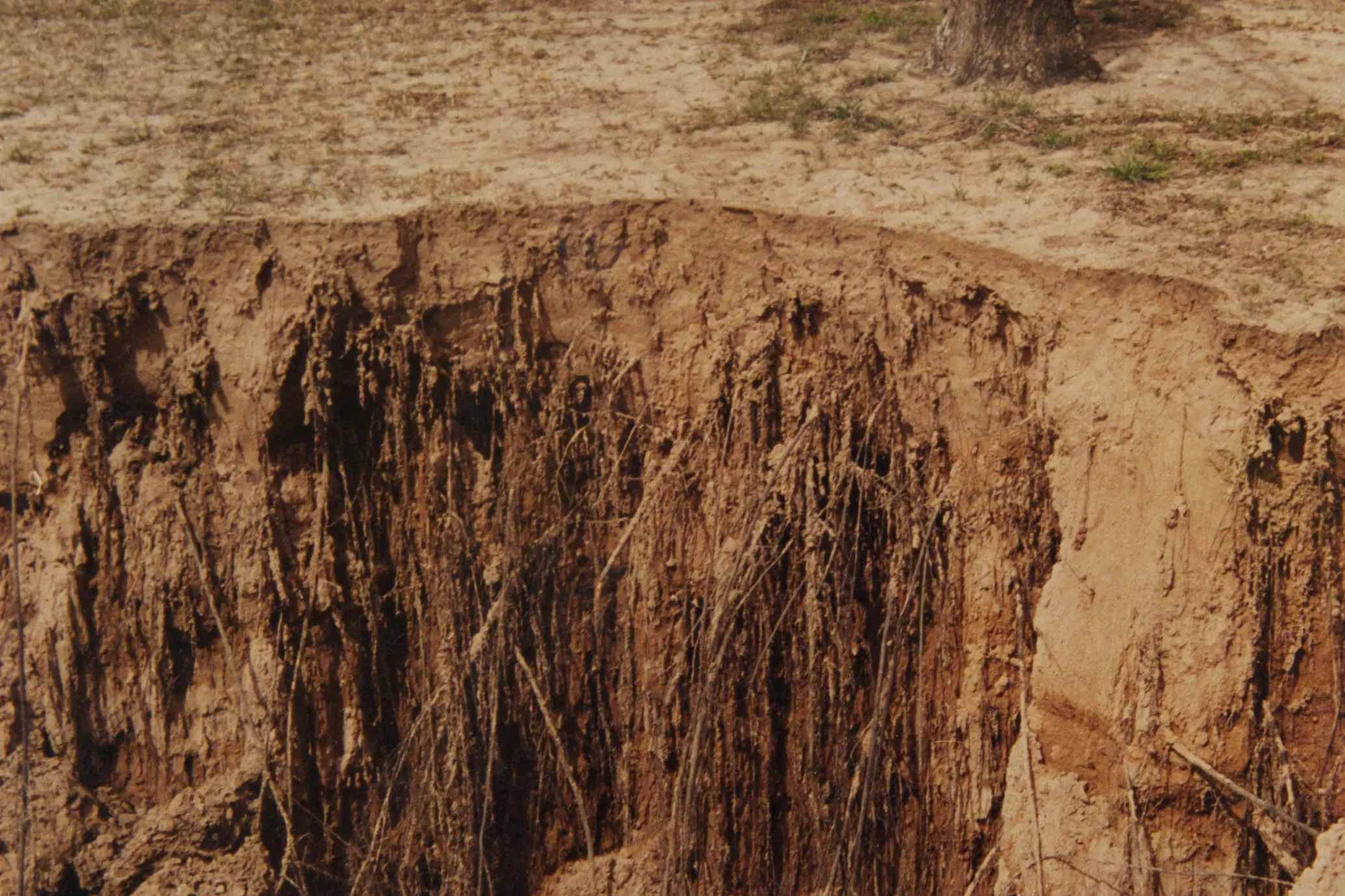A look at feeder roots in the soil. These thin, hairlike roots stretch throughout the soil in clumps and tangles.