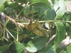 Adult grasshopper on pecan.