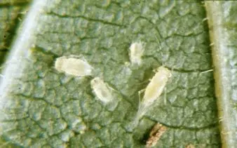 yellow pecan aphid