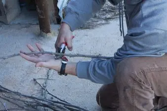 Man cuts pieces of graftwood