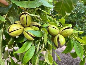 Two pecan nut clusters at the beginning of shuck split in a high-density orchard in Argentina.