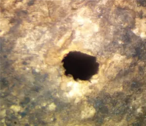 hole in pecan shell created by unknown source