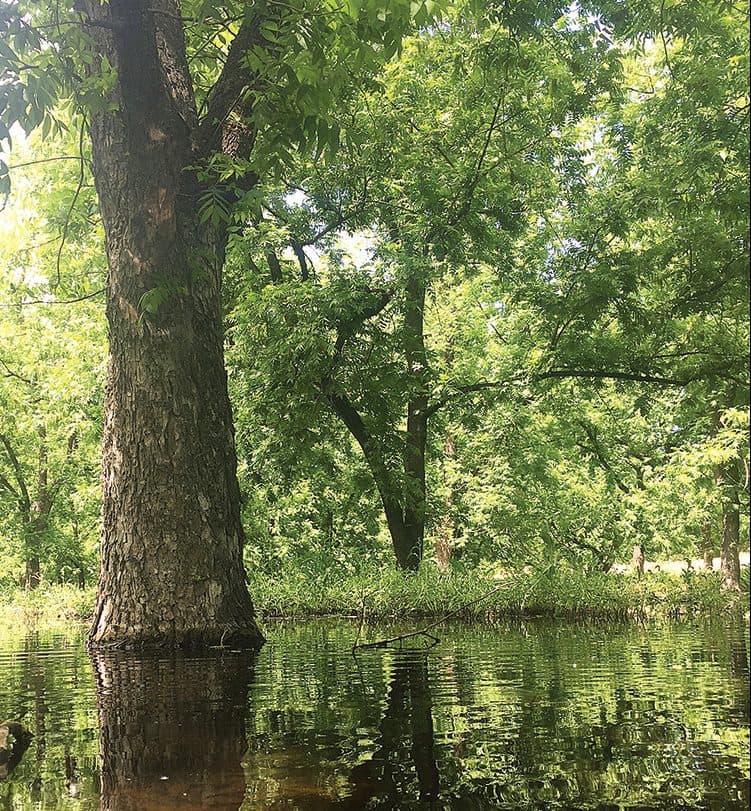 An old pecan tree stands tall in high water.