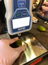 This study uses a probe needle to measure an inshell pecan's nut firmness to see how it links to weevil damage.