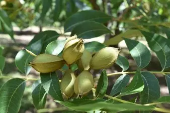 A nut cluster of pecans during the summer. The shucks of this specialty crop are bright green.