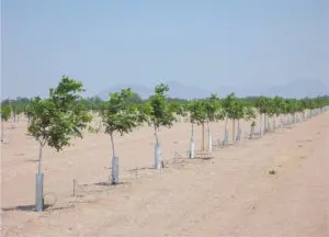 Young pecan trees grow without any cove crops in Arizona. The bare soil is vulnerable to erosion.