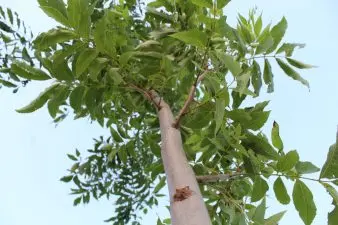 Looking up at a young pecan tree.