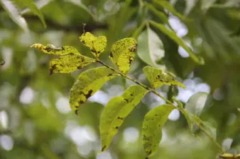Black lesions cover pecan leaves, signaling pecan scab. There are options for organic control of pecan diseases.