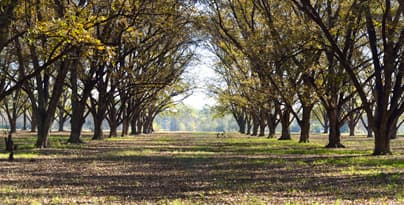 An orchard in fall.