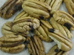 A crop of pecan kernels with black spots, evidence of stink bug damage.