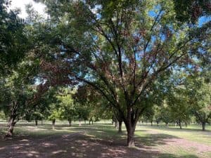 A mature pecan tree greatly affected by drought. Dead limbs and brown leaves droop from the canopy.