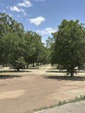 Monitoring system in a West Texas orchard (Image from Kimberly Cervantes)