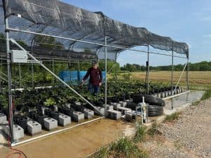 A Texas A&M student worker inoculating pecan breeding lines with a leaf scab spore solution (Photos provided by Warren Chatwin)
