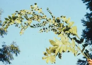 This pecan tree is missing two essential micronutrients. Although the leaves near the base of the branch appear normal and healthy, the leaves higher up are curled in and smaller than they should be.