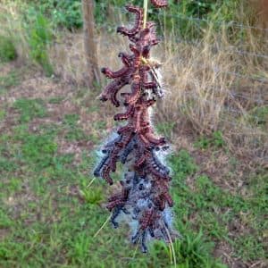 A colony of walnut caterpillar in their middle instars cling to a defoliated leaf stem.