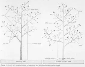 Illustration from 1973 showing the different between a seedling tree and a grafter nursery tree