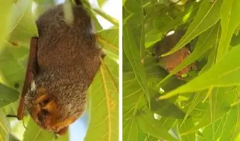 Eastern red bats (Lasiurus borealis) rest in pecan trees in Comanche County,Texas (left) and Somerville, TX (right). Photo Credit: Kyle Slusher, TexasA&M AgriLife Extension Service (left), USDA-ARS Pecan Breeding Station(right).