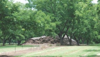 A pile of mulch in the middle of a pecan grove will be used as an alternative fertilizer source to young trees.