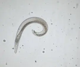 Figure 3. Adult male Steinernema feltiae. Imagine by Kate Anderson.