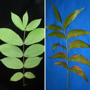 Two pecan leaflets laid side by side for comparison. Both are experiencing issues related to the micronutrient boron. The one on the left leaves appear almost normal but are a lighter shade of green they should be. The leaflet on the right has patchy, shriveled leaves.