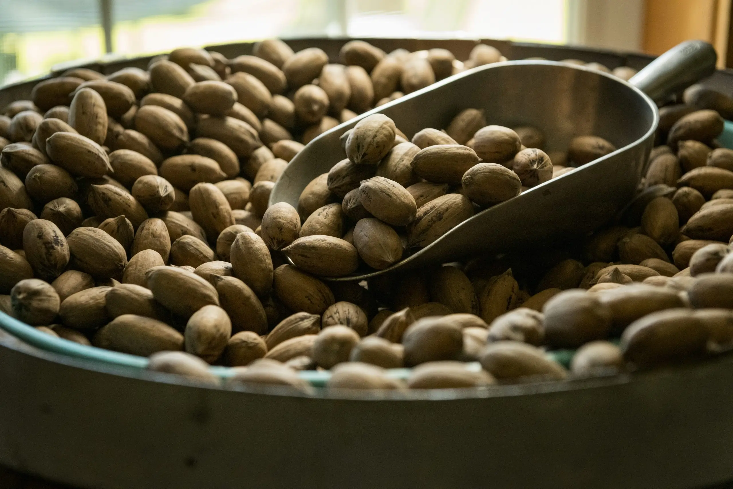 A barrel full of inshell pecans with a metal scooper resting on top of the nuts.