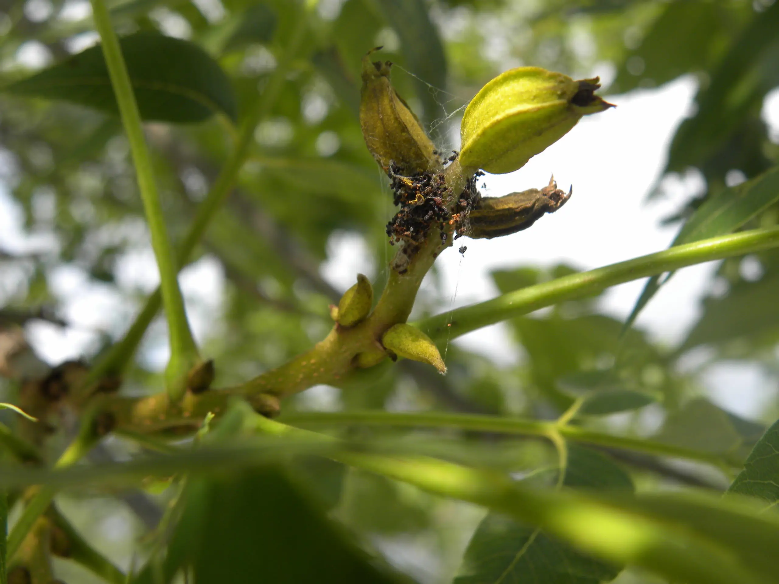 This image shows damage caused by a pecan nut casebearer. Casebearers burrow into nutlets, creating a web that serves as paths from one nutlet to the other. The damage looks like black balls of rot that spread along the nutlet.