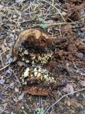 A mushroom in a pecan orchard.