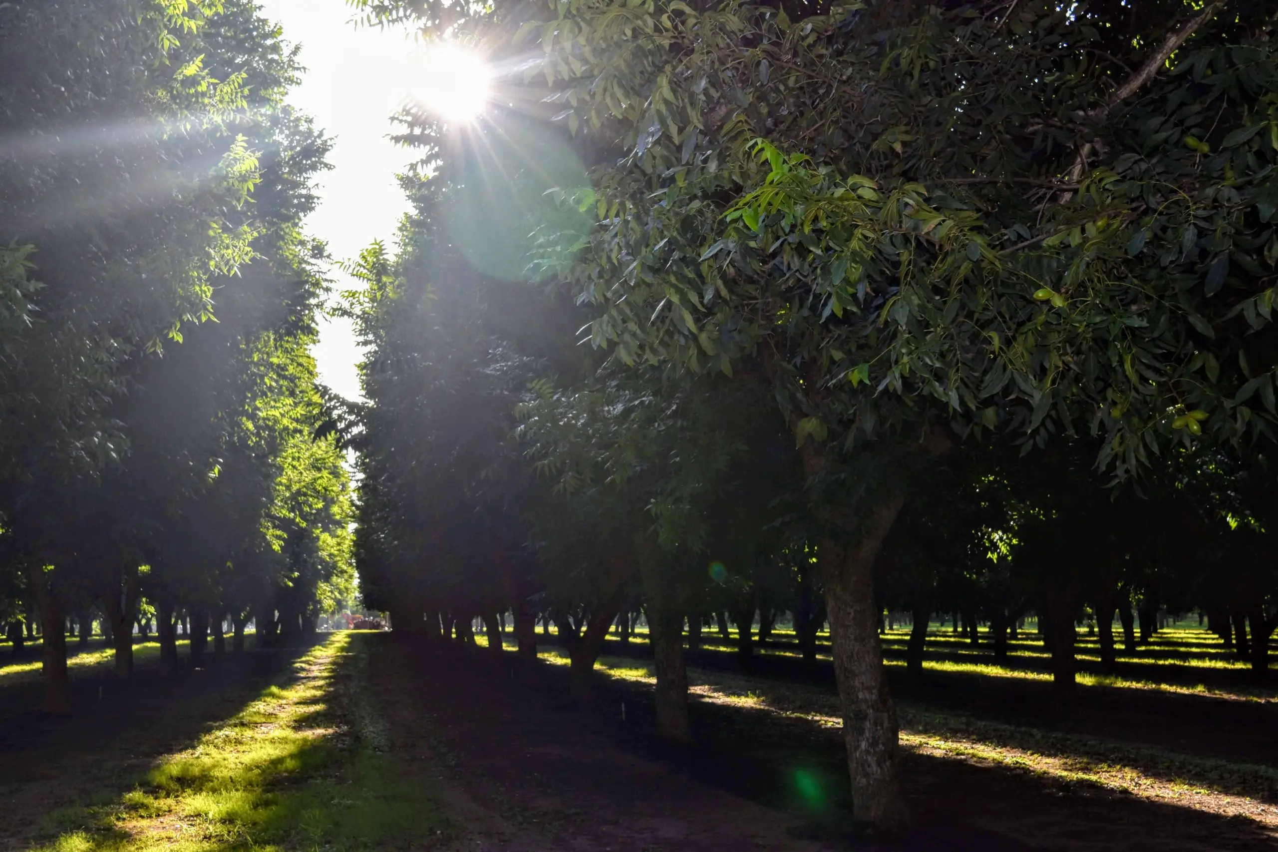 Sun sets in a pecan orchard in the late fall.