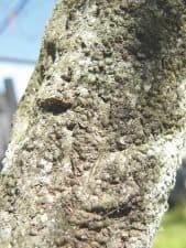 Pecan tree has a gray and bumpy surface, caused by an obscure scale infestation.