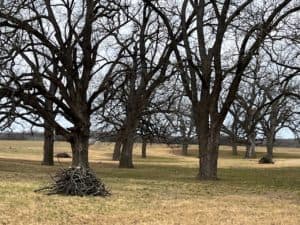 Pecan limbs and other brush have been piled up in a clear space between pecan trees. This brush pile will be burned later.
