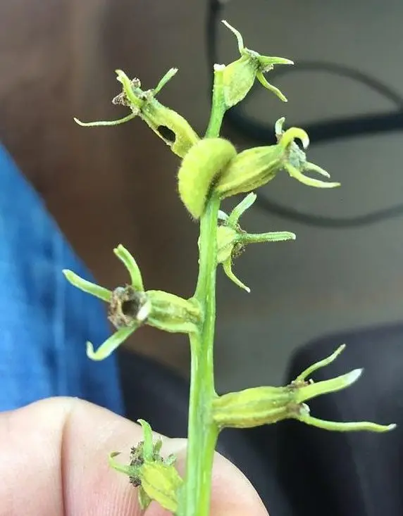 The cotton square borer -- a fuzzy, green caterpillar -- crawls along a cluster of fruitlets. It has already eaten into several of the fruitlets.