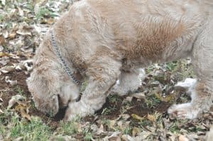 Figure 5. Truffle dogs can reduce search-time and maximize harvest of ripe truffles. Bailey, a selftrained truffle dog from Lamb County, Texas, digs to find truffles.