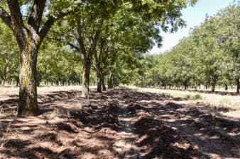 Rows of mature trees without a cover crop at 3SA for Veterans' orchard in Eldorado, Texas. This nonprofit pecan orchard helps vets.