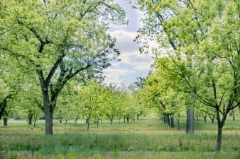 Pecan grove owned and managed by Shelly and Justin Jones of Albany, Georgia. (Image provided by Shelly Jones)