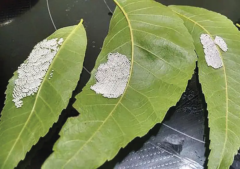 Walnut caterpillar eggs are white and small. They're laid in clusters around the leaves.