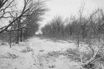A shot of an orchard after hedging.
