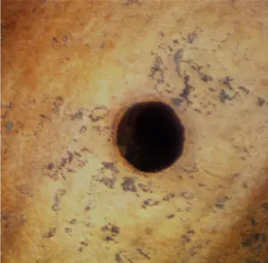 Pecan weevil larval exit hole