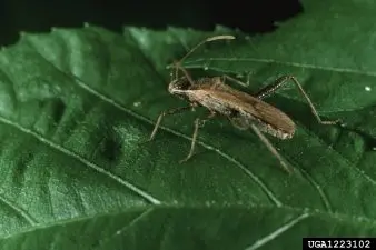 broad-headed bug