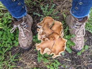 A big mushroom in comparison to two hiking boots.