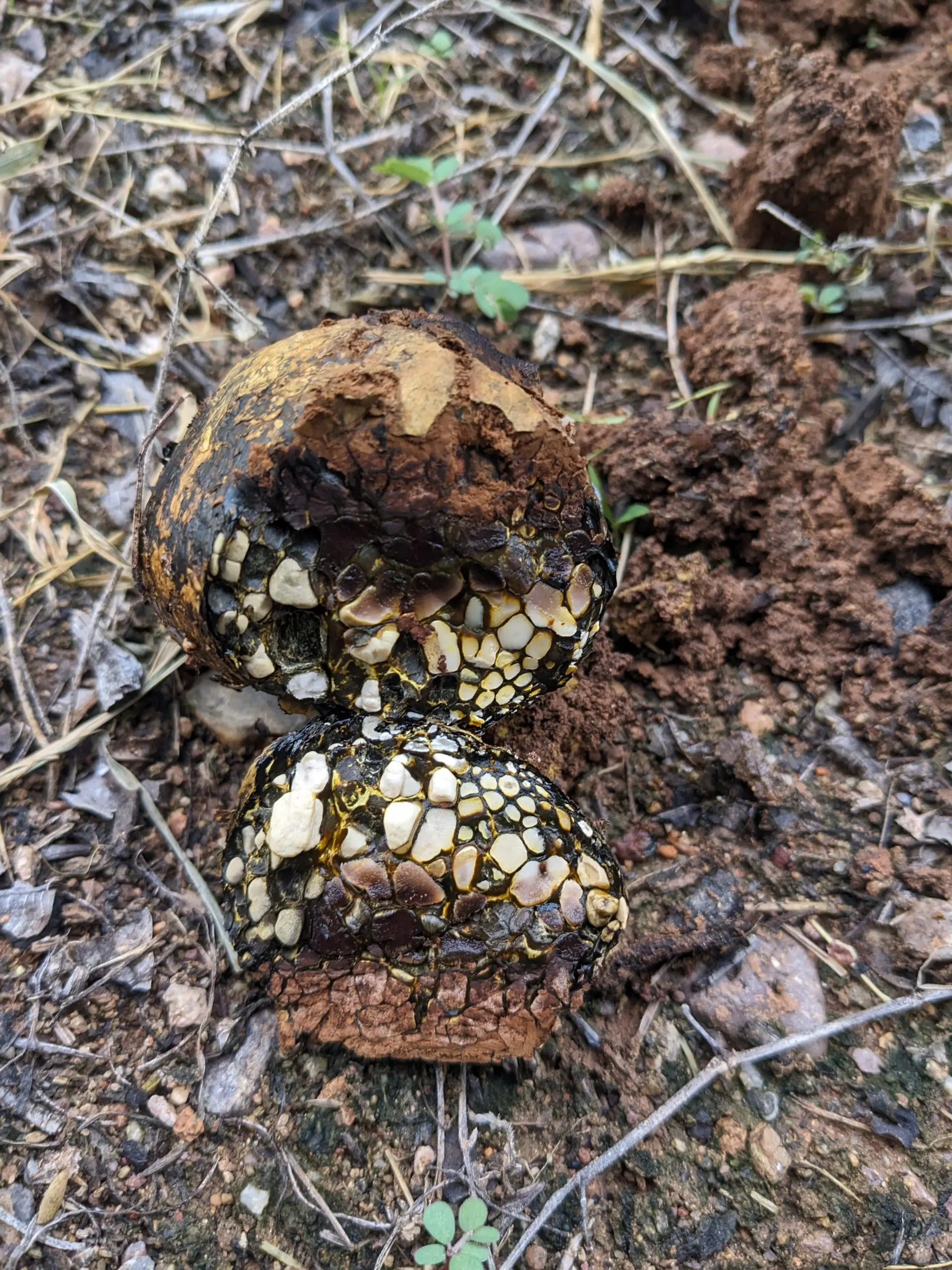 A mushroom in a pecan orchard.