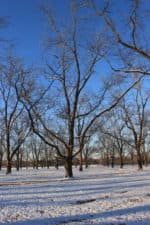 'Moneymaker' pecan orchard in winter.