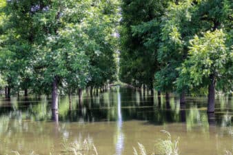 The North 19E plot, eastside of R4-2, flooded with water during the on-farm recharge.