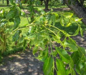 Auxin injury symptoms of pecan.