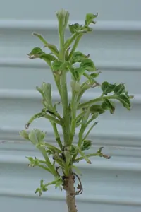 A short pecan limb that has started to bud out. Growth is very short and tips of flowers and leaves are brown. The short growth appears to be wilting.