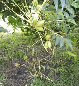Two nutlets sit at the end of a branch, surrounded by defoliated stems.